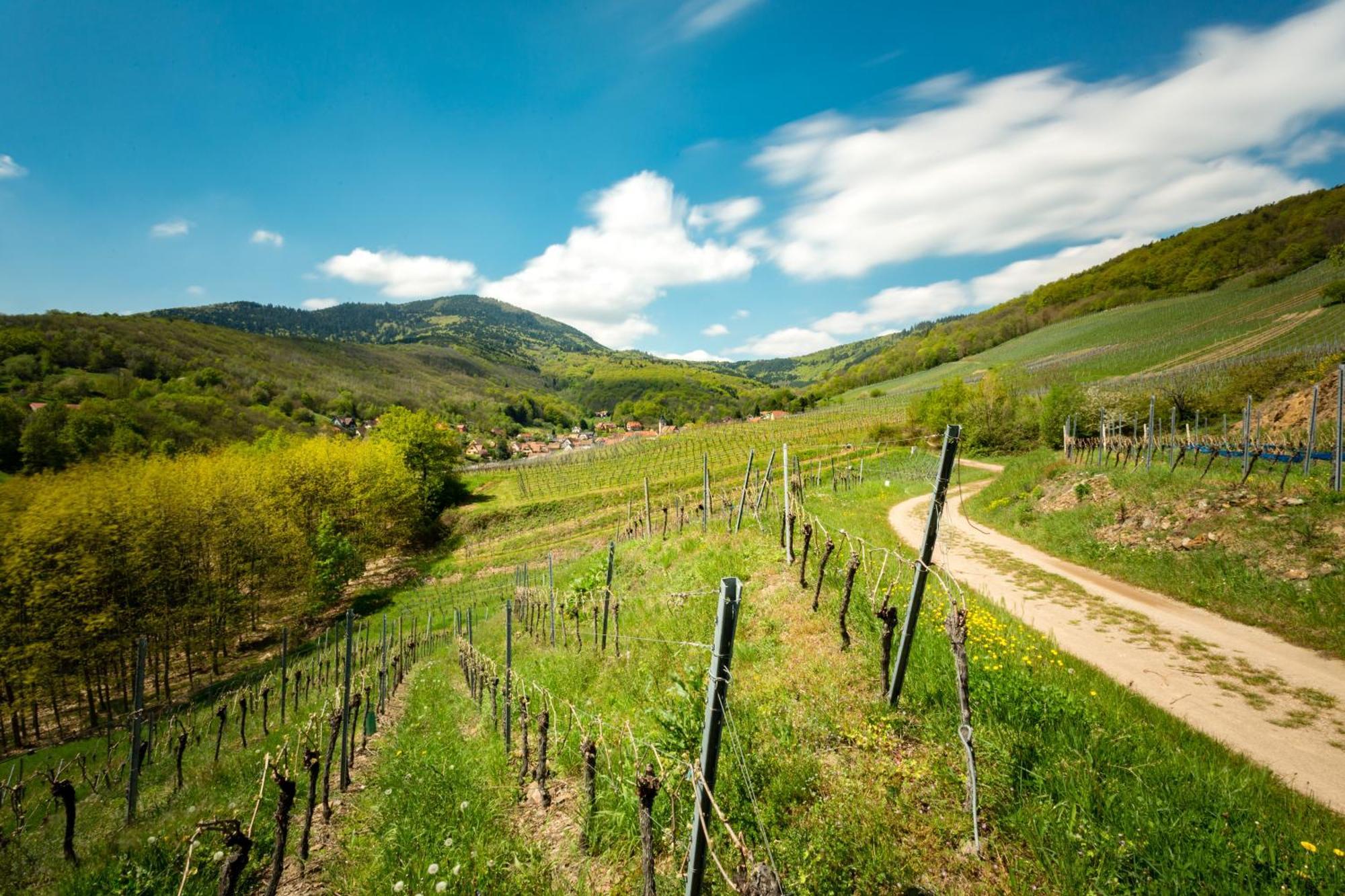 Chambre Du Vigneron - Domaine Leon Bleesz Reichsfeld Eksteriør billede