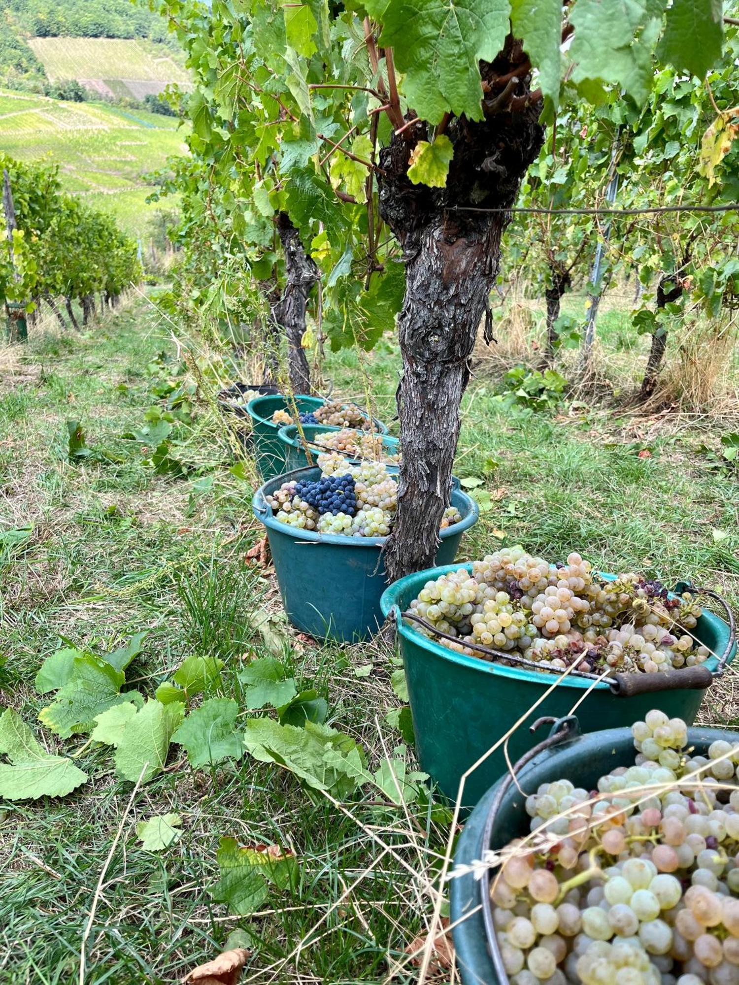 Chambre Du Vigneron - Domaine Leon Bleesz Reichsfeld Eksteriør billede