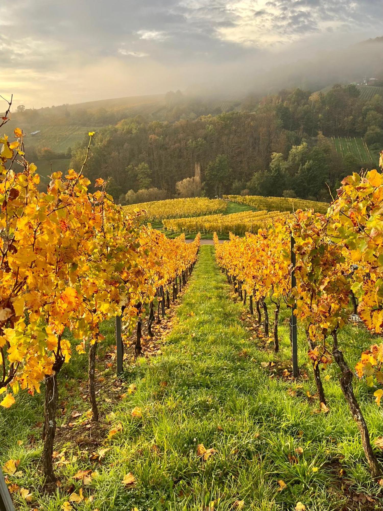 Chambre Du Vigneron - Domaine Leon Bleesz Reichsfeld Eksteriør billede